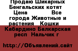 Продаю Шикарных Бенгальских котят › Цена ­ 17 000 - Все города Животные и растения » Кошки   . Кабардино-Балкарская респ.,Нальчик г.